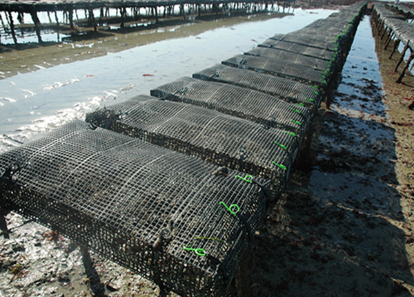 Caged Bags are the heaviest oyster bags available and come moulded and ready-to-use. They provide the largest volume available on the market today.