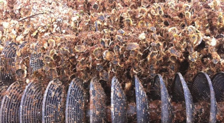 oyster spat collector