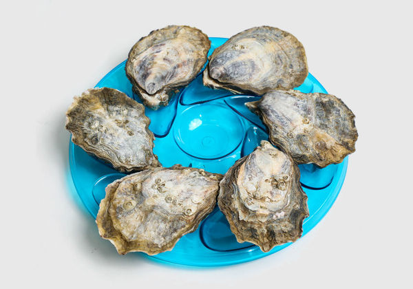 Oyster Plates for six oysters