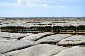 La Tremblade Aquaculture Salon