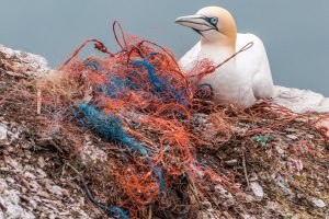 Plastic In Our Oceans