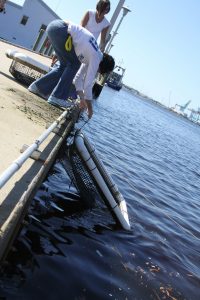 Oyster Gardening