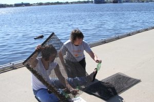 Oyster Gardening