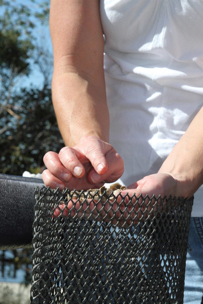 Oyster Gardening