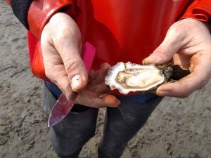 Visit an Oyster Farm