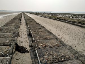 Oyster bags on trestles