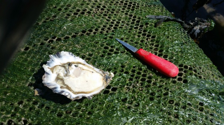 Bio fouling on your oyster bags decreases water flow and food delivery thereby negatively affecting growth rates and increasing stress on your oysters.