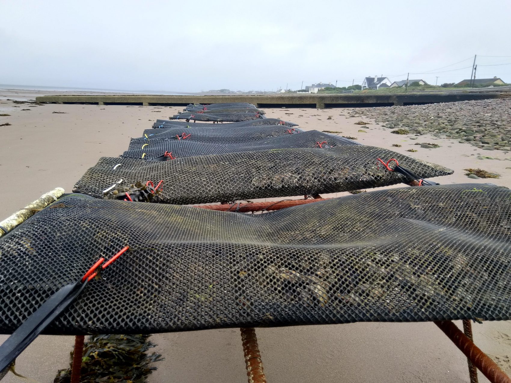 Rack and bag oyster cultivation