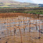 Oyster Trestles