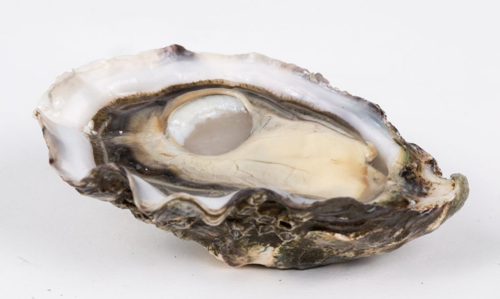 Did you know oysters are hermaphrodites, that there are only 5 types of oyster in the world or that they can clean 50 litres of water a day?