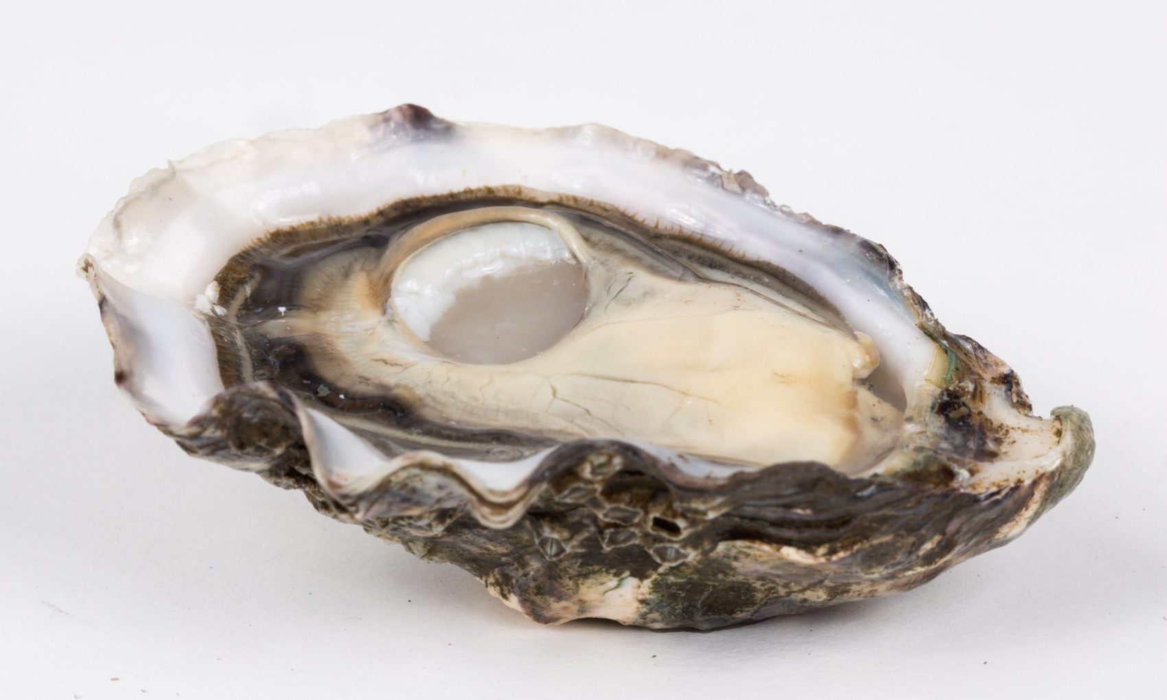 Did you know oysters are hermaphrodites, that there are only 5 types of oyster in the world or that they can clean 50 litres of water a day?