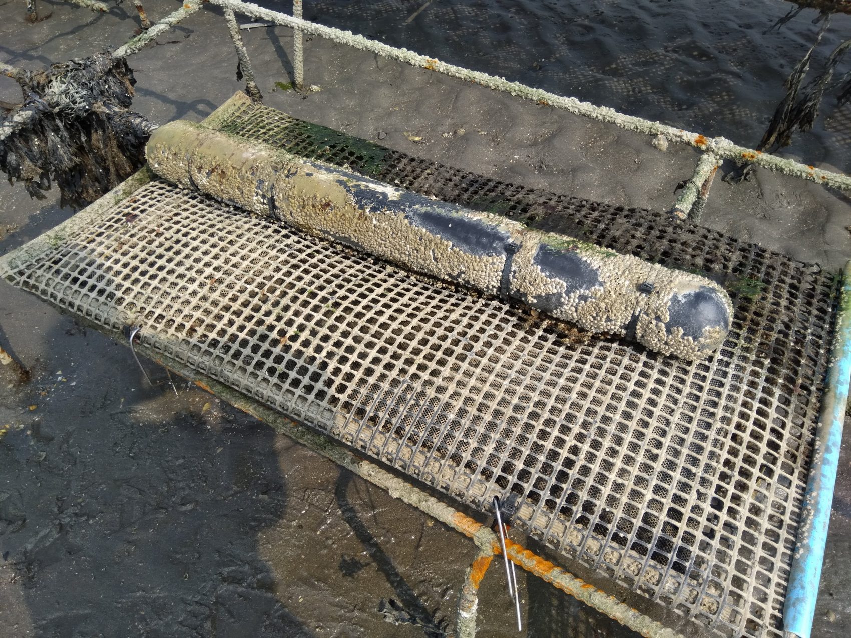 Wondering why you should use a float on your oyster bags? Read how they reduce labour and improve meat content by allowing free movement to your oysters.