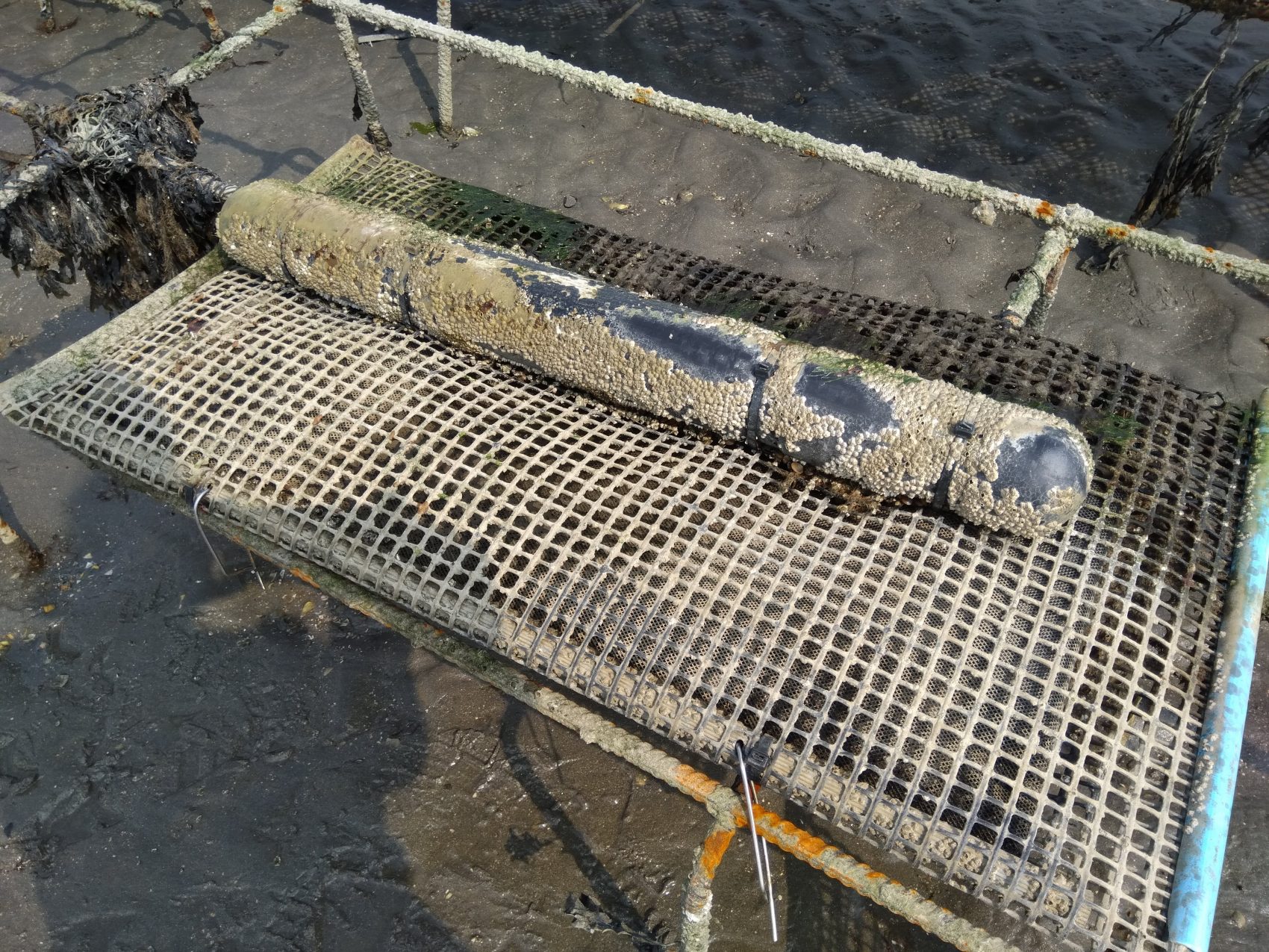 Why Use a Float When Growing Oysters? Flotation Systems