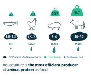 Aquaculture is the most efficient producer of animal protein as food
