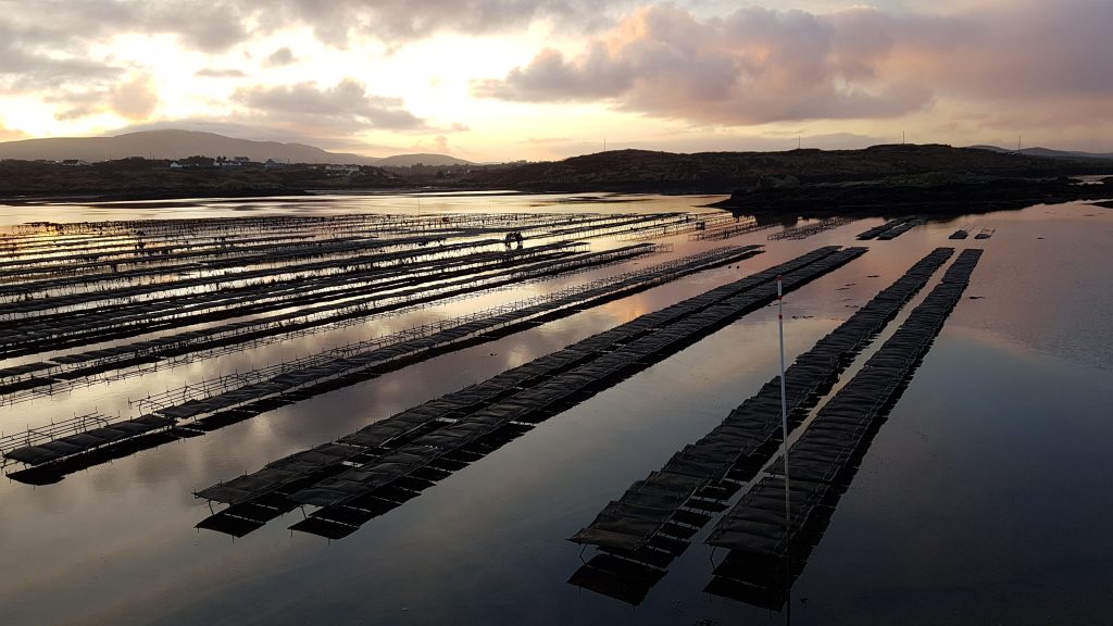 Sustainable oyster growing