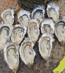 Sustainable Oysters