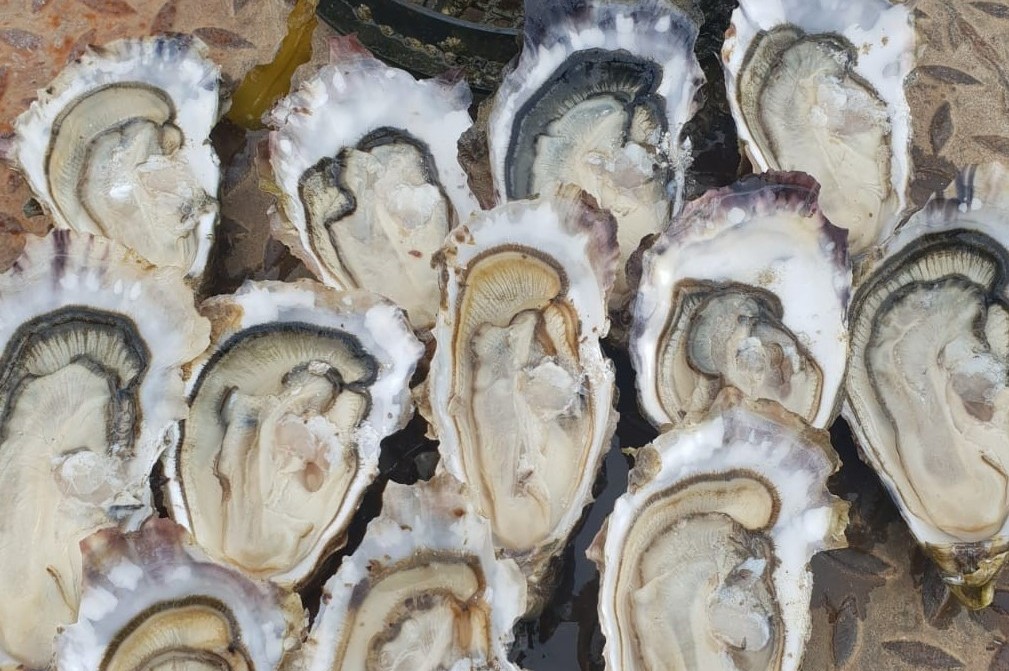 Sustainable Oysters