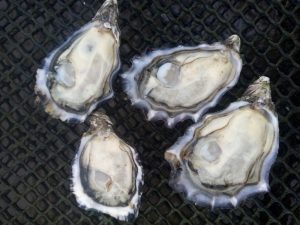 Sustainable Oysters