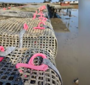 These plastic pink oyster bag hooks from YAD are suitable for all size mesh, with a deep hook to ensure stability.