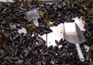 Record Levels of Mussel Production Recorded in Scotland!! Marine Scotland Science has published the Scottish Shellfish Farm Production Survey 2021.
