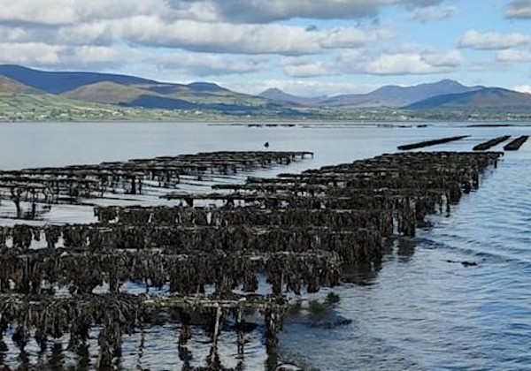 Shellfish Safety Workshop