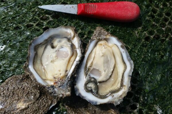 history of oysters