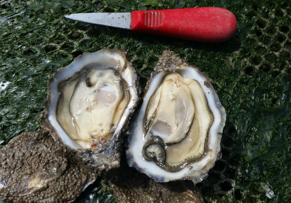 history of oysters