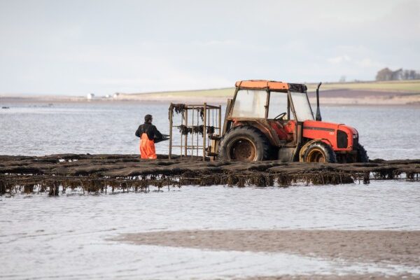 New Landbridge Requirements for oysters and mussels April 2024