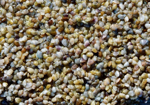 Clam Seed